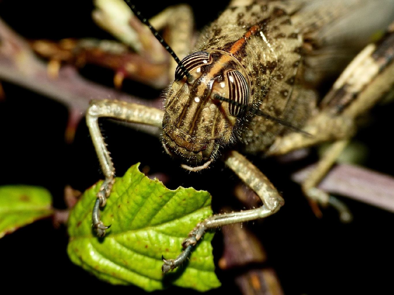 Anacridium aegyptium che 